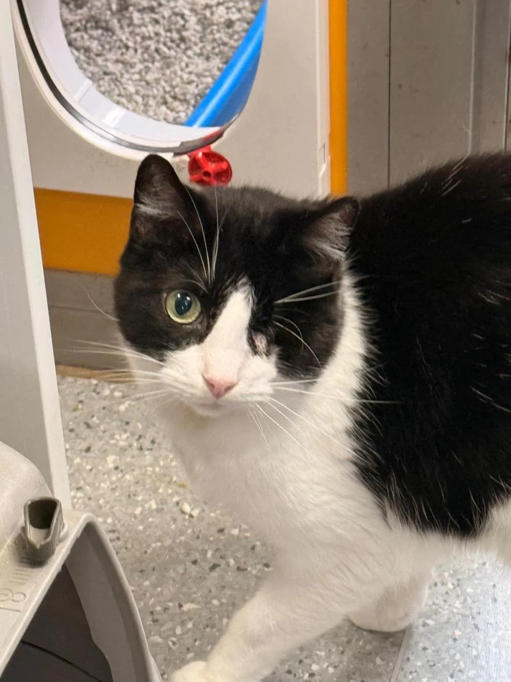 Pi & Kenny
                    available, male Mixed Breed Cat for adoption at National Animal Welfare Trust, Watford — photo 4 of 8