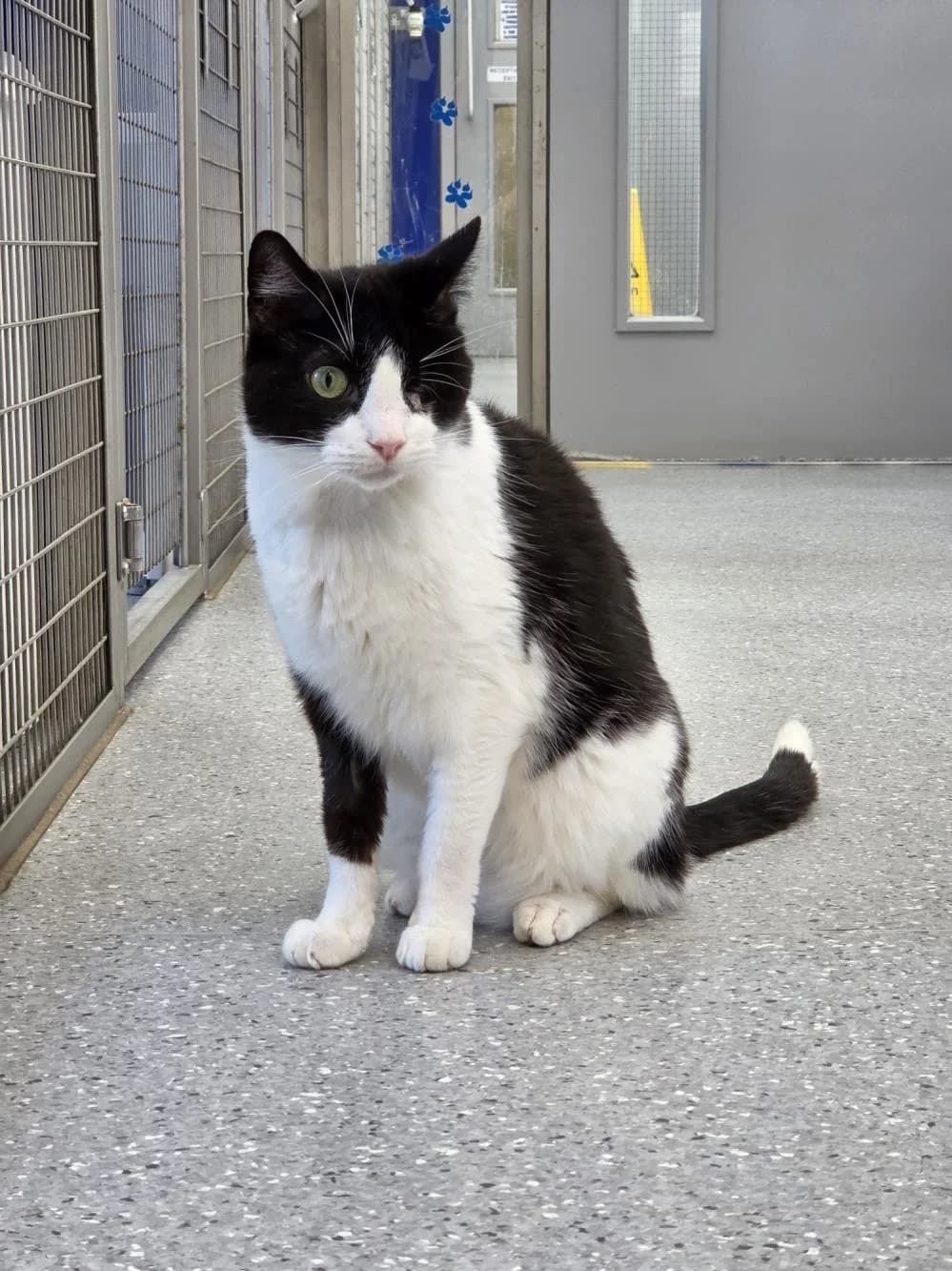 Pi & Kenny
                    available, male Mixed Breed Cat for adoption at National Animal Welfare Trust, Watford — photo 5 of 8