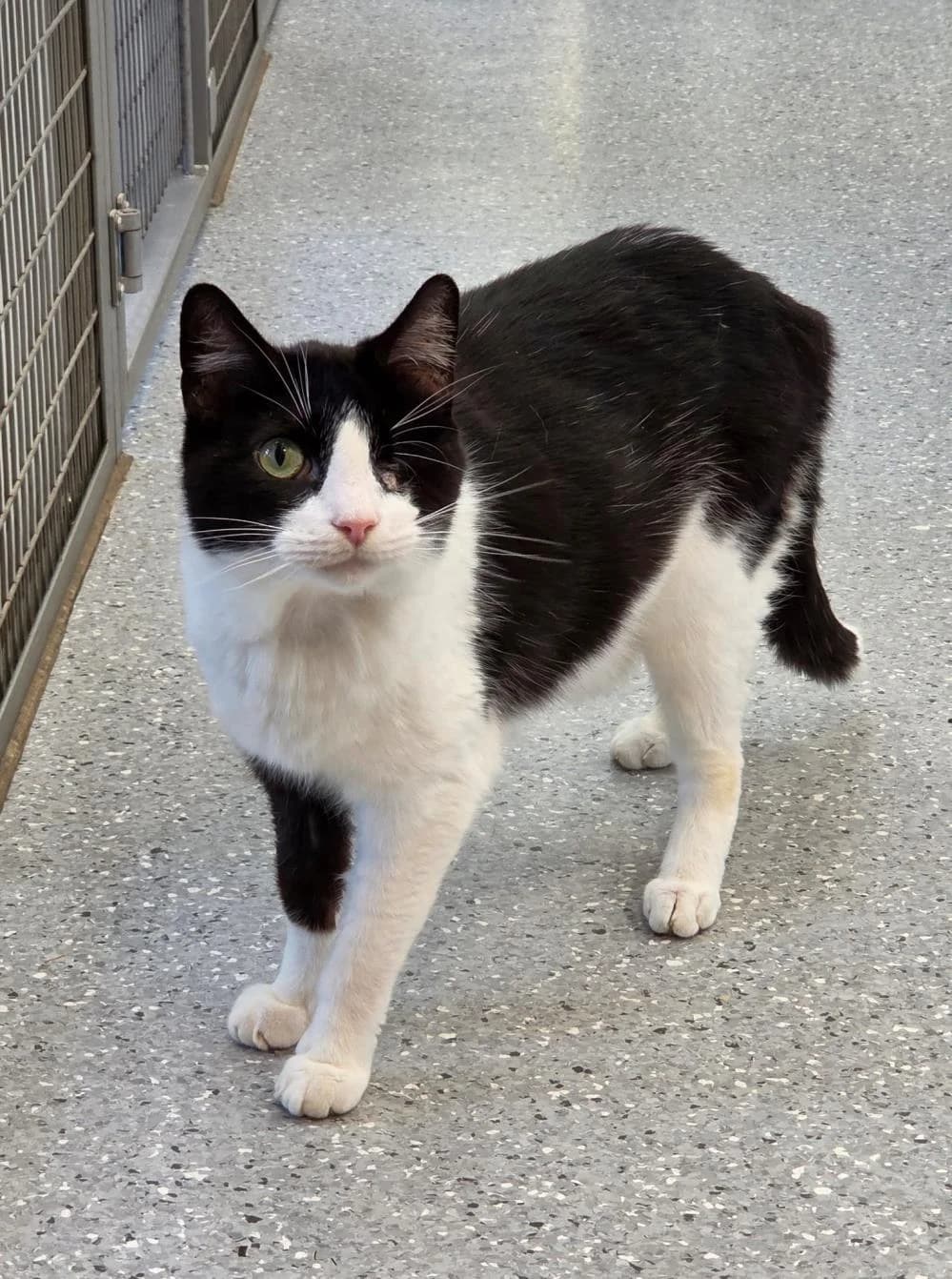 Pi & Kenny
                    available, male Mixed Breed Cat for adoption at National Animal Welfare Trust, Watford — photo 6 of 8