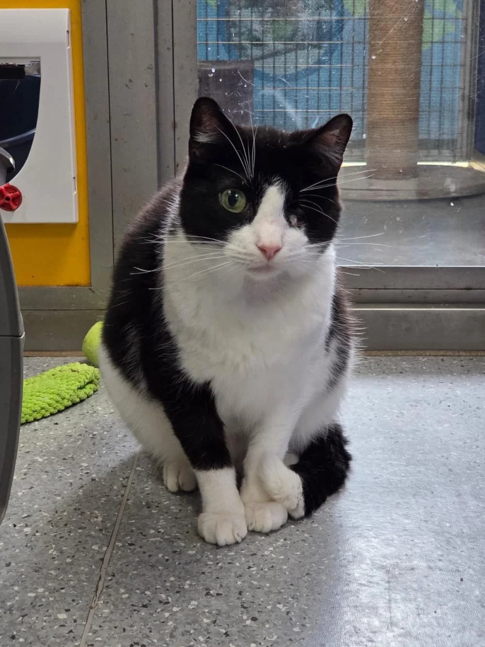 Pi & Kenny
                    available, male Mixed Breed Cat for adoption at National Animal Welfare Trust, Watford — photo 8 of 8