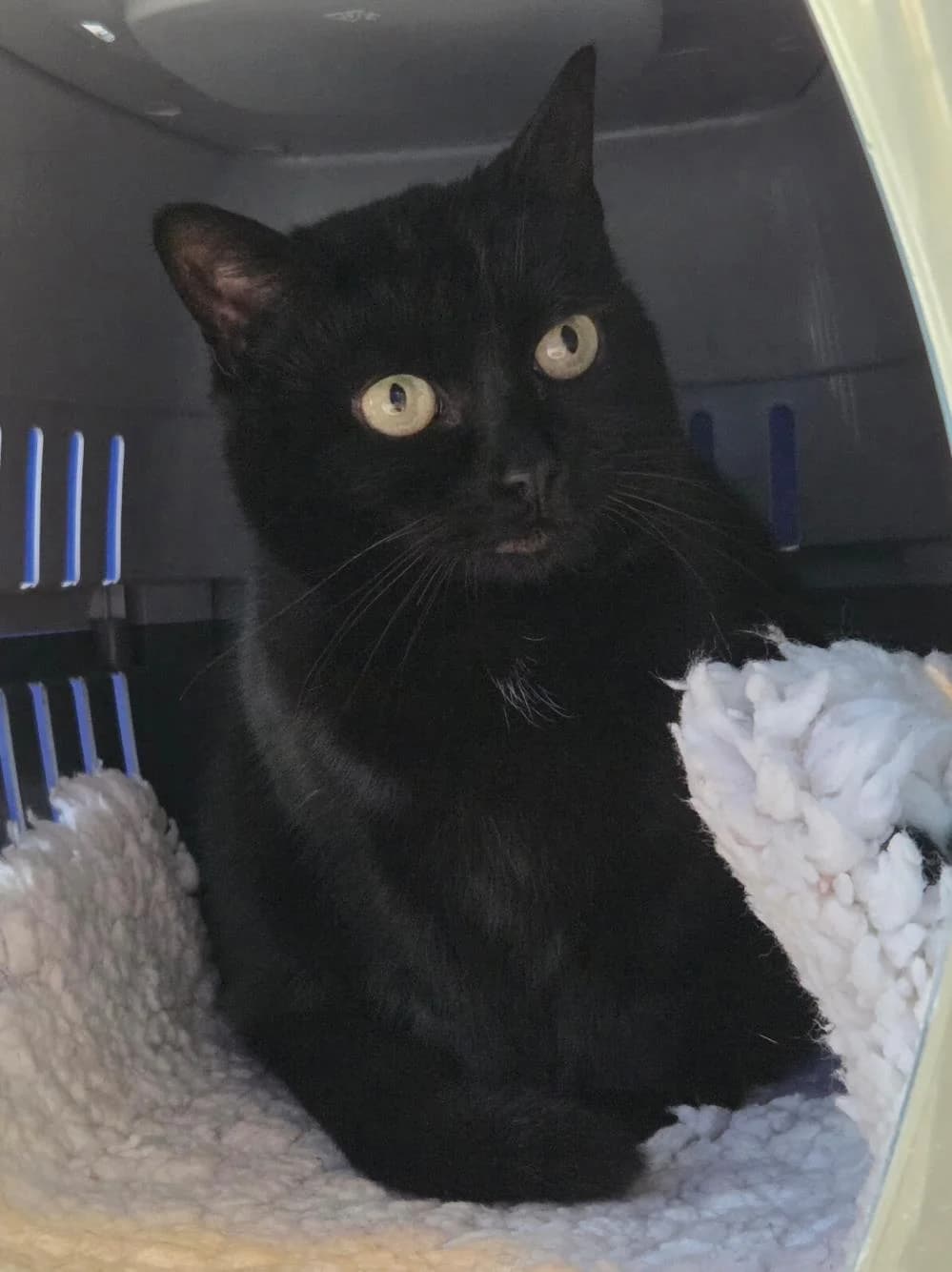 Sybil
                    available, black female Domestic Shorthair for adoption at National Animal Welfare Trust, Watford — photo 3 of 3