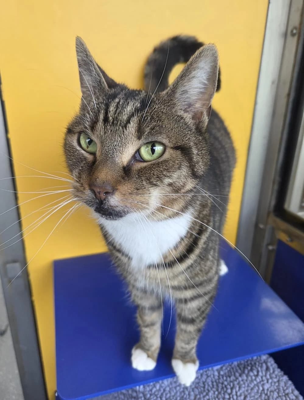 Lilly
                    available, brown tabby female Mixed Breed Cat for adoption at National Animal Welfare Trust, Watford — photo 3 of 3