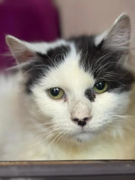 Jimmy
                    available, male Mixed Breed Cat for adoption at Watford