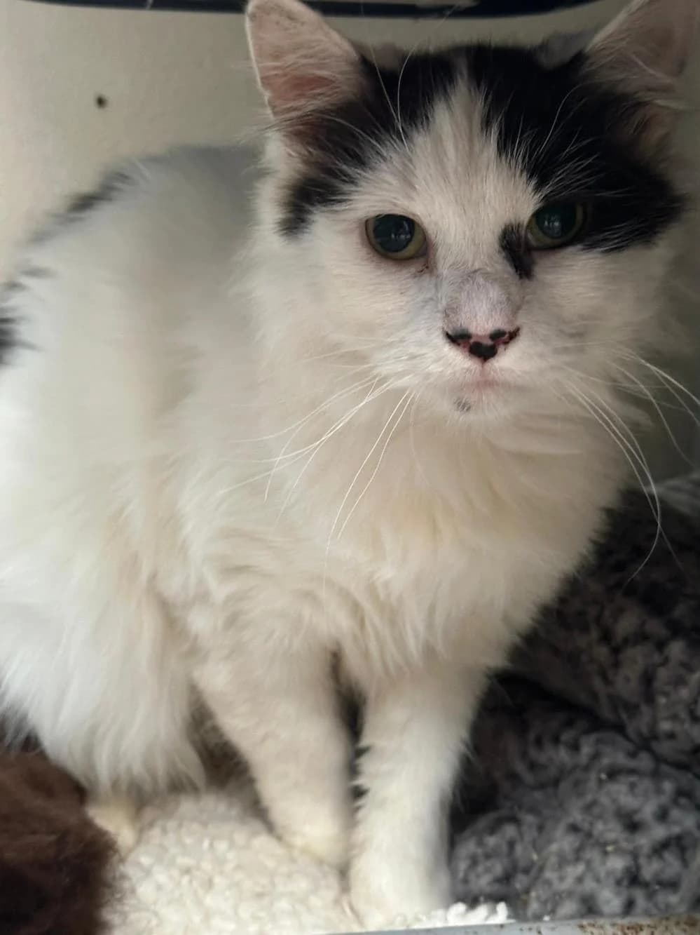 Jimmy
                    available, black and white male Mixed Breed Cat for adoption at National Animal Welfare Trust, Watford — photo 3 of 4