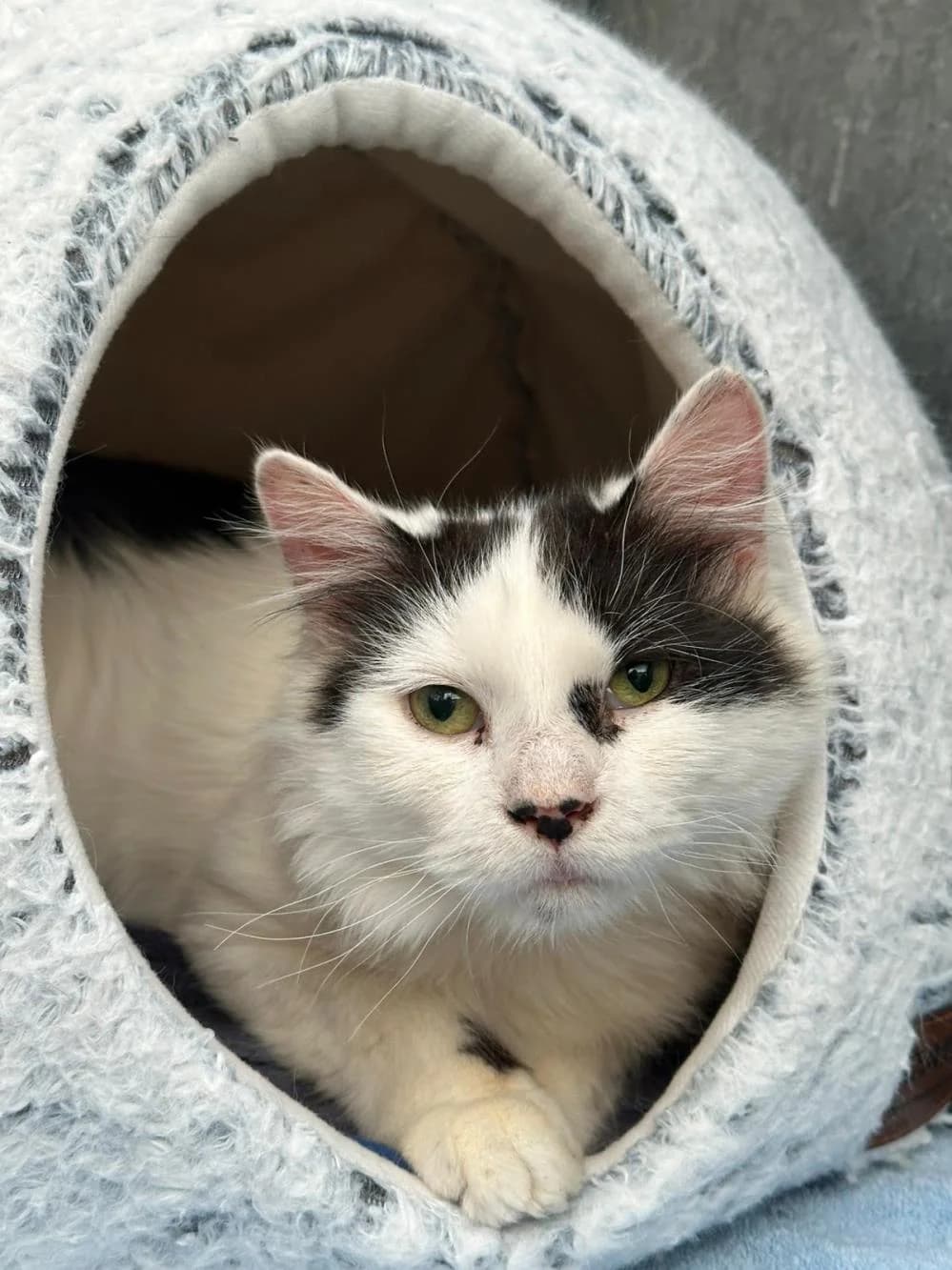 Jimmy
                    available, black and white male Mixed Breed Cat for adoption at National Animal Welfare Trust, Watford — photo 4 of 4