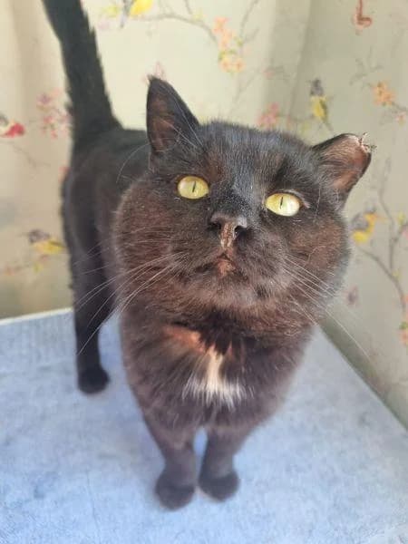 Terrel
                    available, male Mixed Breed Cat for adoption at Watford