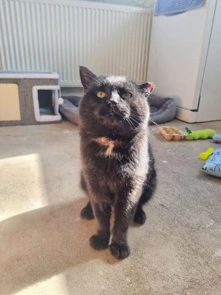 Terrel
                    reserved, male Mixed Breed Cat for adoption at National Animal Welfare Trust, Watford — photo 2 of 6