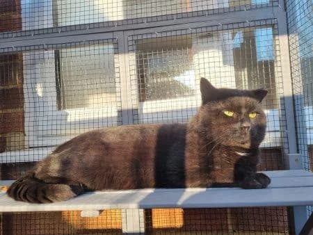 Terrel
                    reserved, male Mixed Breed Cat for adoption at National Animal Welfare Trust, Watford — photo 4 of 6