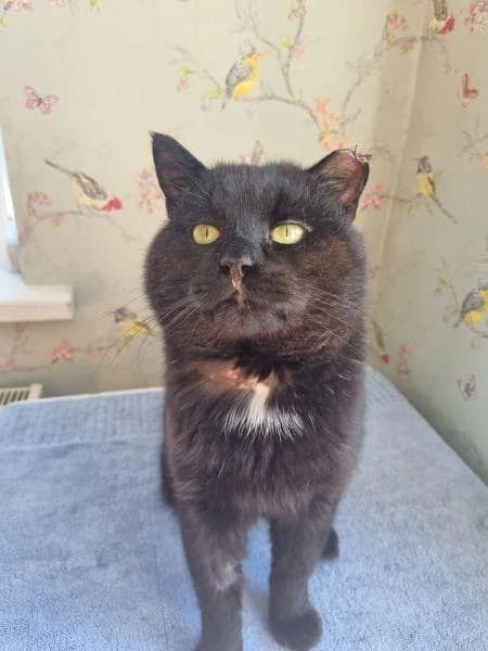 Terrel
                    reserved, male Mixed Breed Cat for adoption at National Animal Welfare Trust, Watford — photo 5 of 6