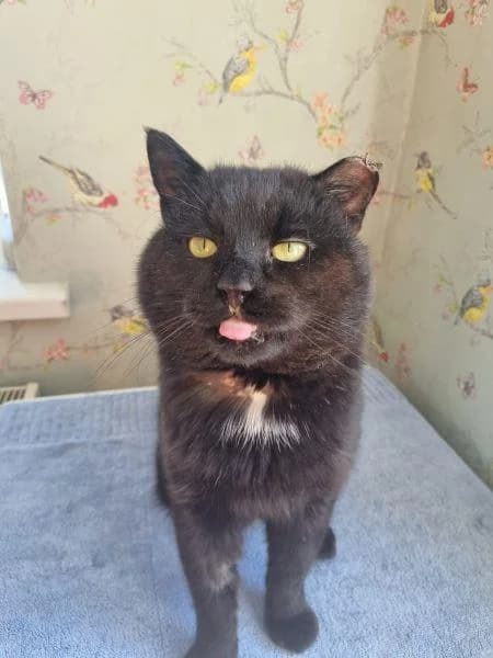 Terrel
                    reserved, male Mixed Breed Cat for adoption at National Animal Welfare Trust, Watford — photo 6 of 6