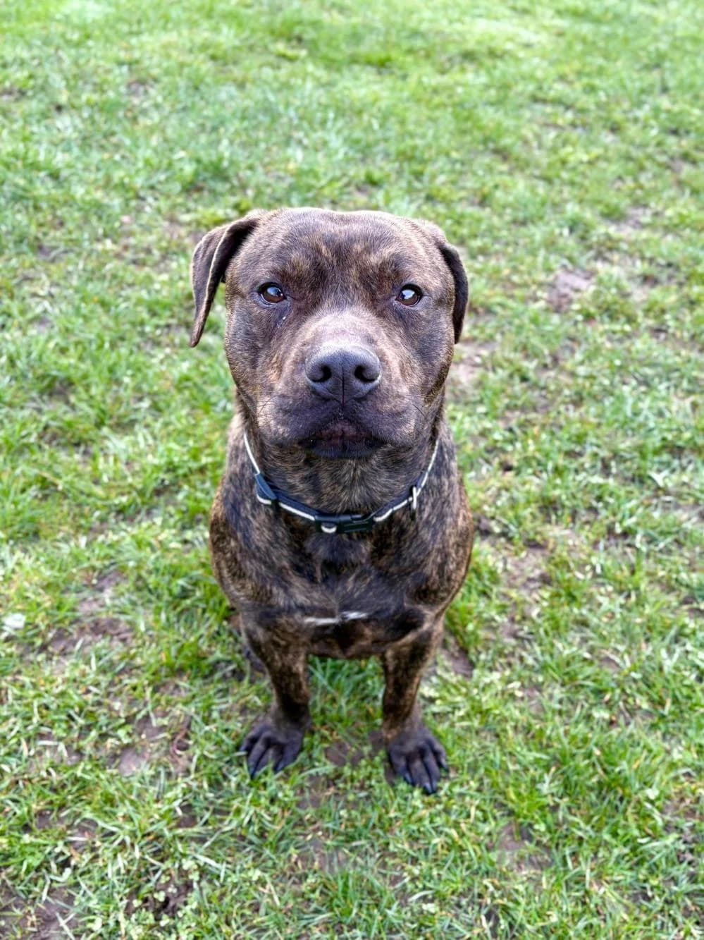 Barry
                    available, male Staffordshire Bull Terrier for adoption at National Animal Welfare Trust, Watford — photo 2 of 3