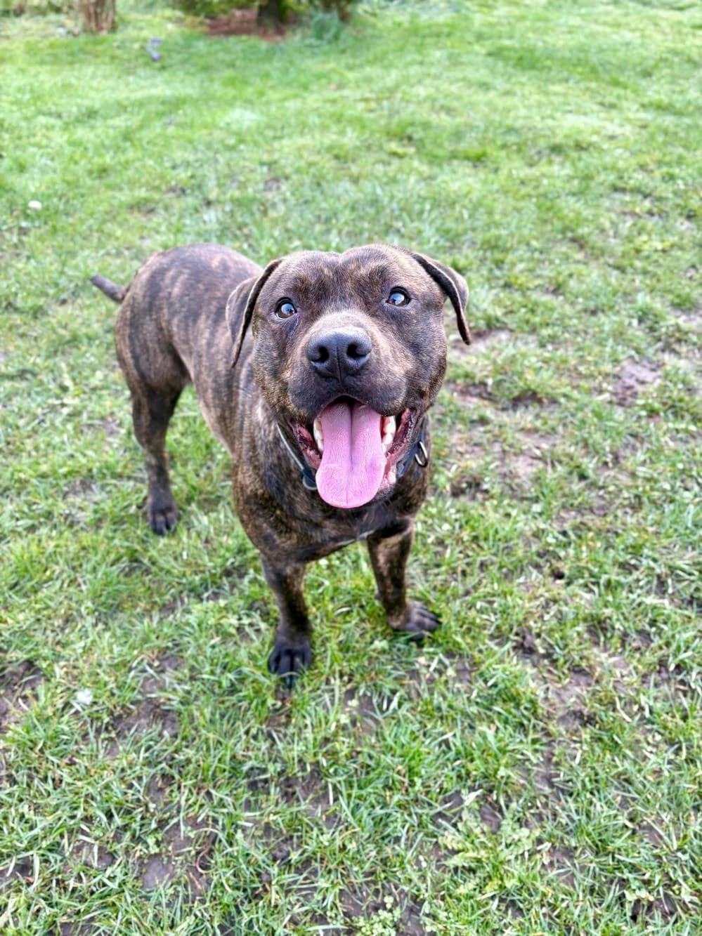 Barry
                    available, male Staffordshire Bull Terrier for adoption at National Animal Welfare Trust, Watford — photo 3 of 3