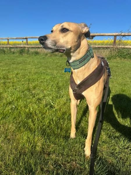 Luke
                    available, male Greyhound for adoption at National Animal Welfare Trust, Watford