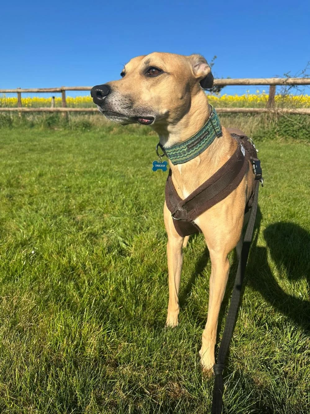 Luke
                    available, male Greyhound for adoption at National Animal Welfare Trust, Watford — photo 2 of 2
