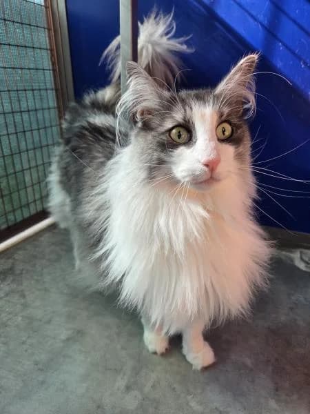 Carol
                    reserved, female Norwegian Forest Cat for adoption at Watford