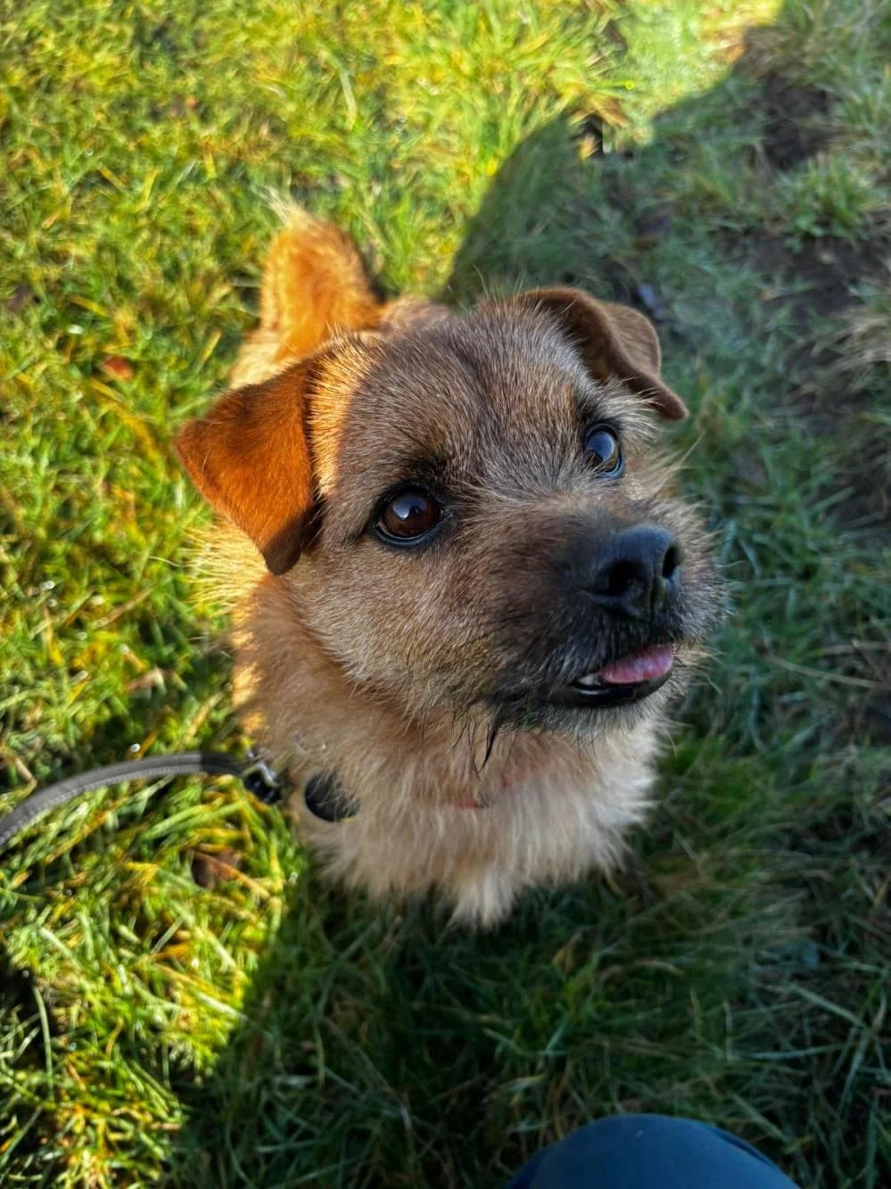 Luca
                    available, male mixed breed for adoption at National Animal Welfare Trust, Watford — photo 2 of 6