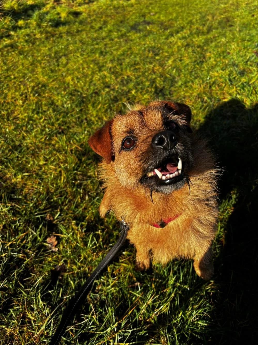 Luca
                    available, male mixed breed for adoption at National Animal Welfare Trust, Watford — photo 3 of 6