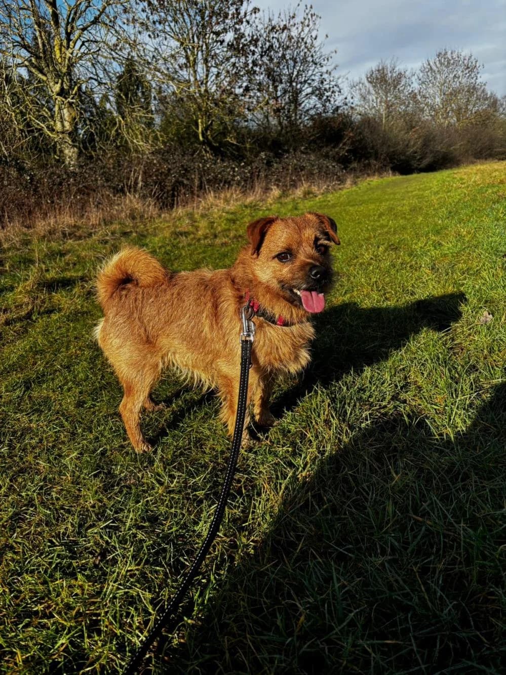 Luca
                    available, male mixed breed for adoption at National Animal Welfare Trust, Watford — photo 4 of 6