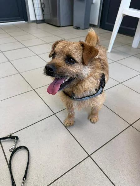 Luca
                    available, male mixed breed for adoption at National Animal Welfare Trust, Watford — photo 5 of 6