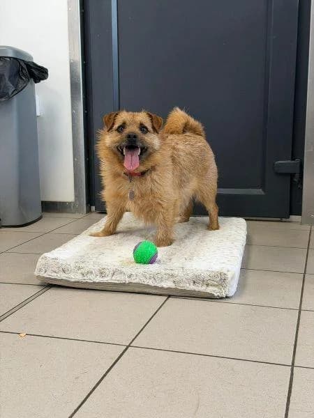 Luca
                    available, male mixed breed for adoption at National Animal Welfare Trust, Watford — photo 6 of 6