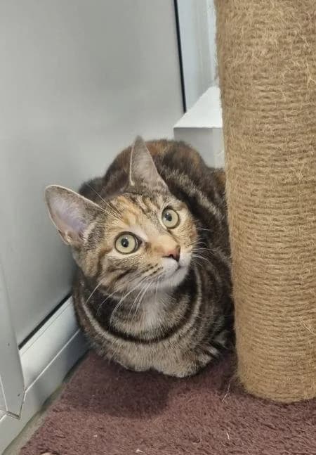 Kitty
                    available, female Mixed Breed Cat for adoption at Watford