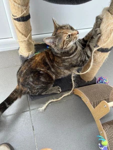 Kitty
                    available, female Mixed Breed Cat for adoption at National Animal Welfare Trust, Watford — photo 3 of 5