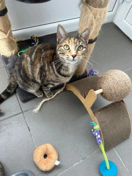 Kitty
                    available, female Mixed Breed Cat for adoption at National Animal Welfare Trust, Watford — photo 4 of 5