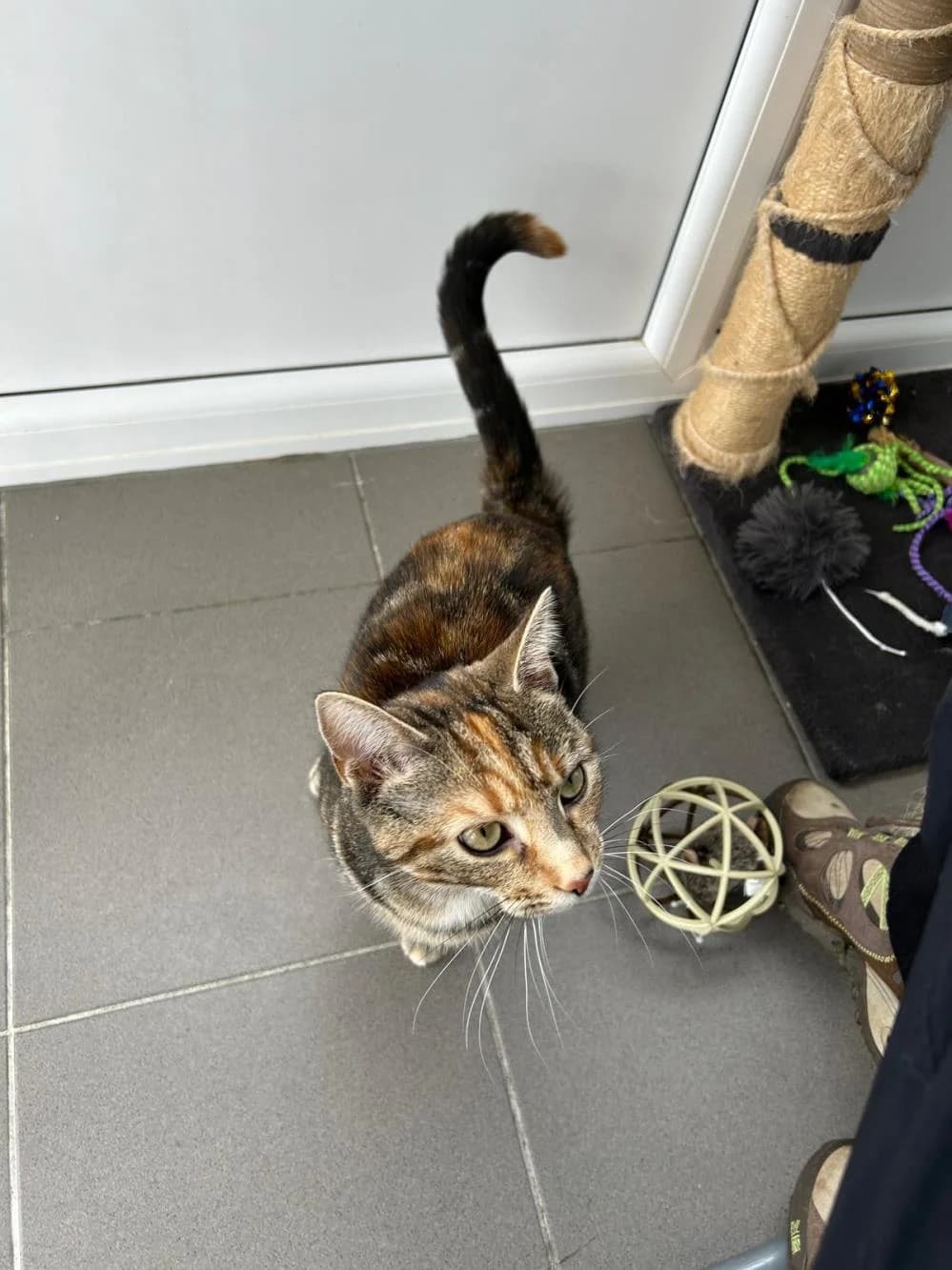 Kitty
                    available, female Mixed Breed Cat for adoption at National Animal Welfare Trust, Watford — photo 5 of 5