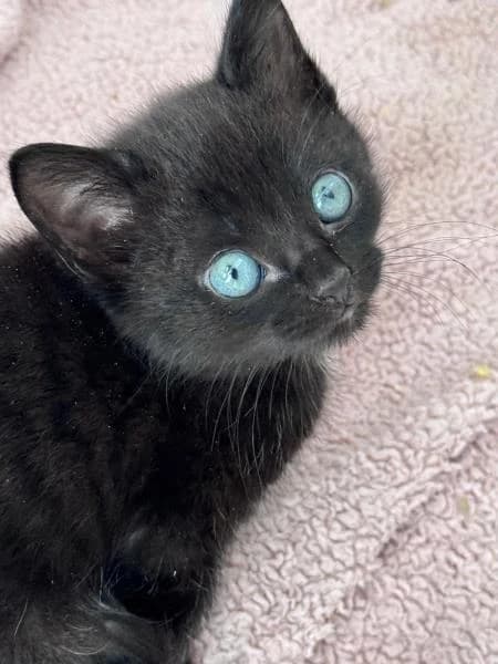 Cricket (& Hopper)
                    available,  Mixed Breed Cat for adoption at Watford