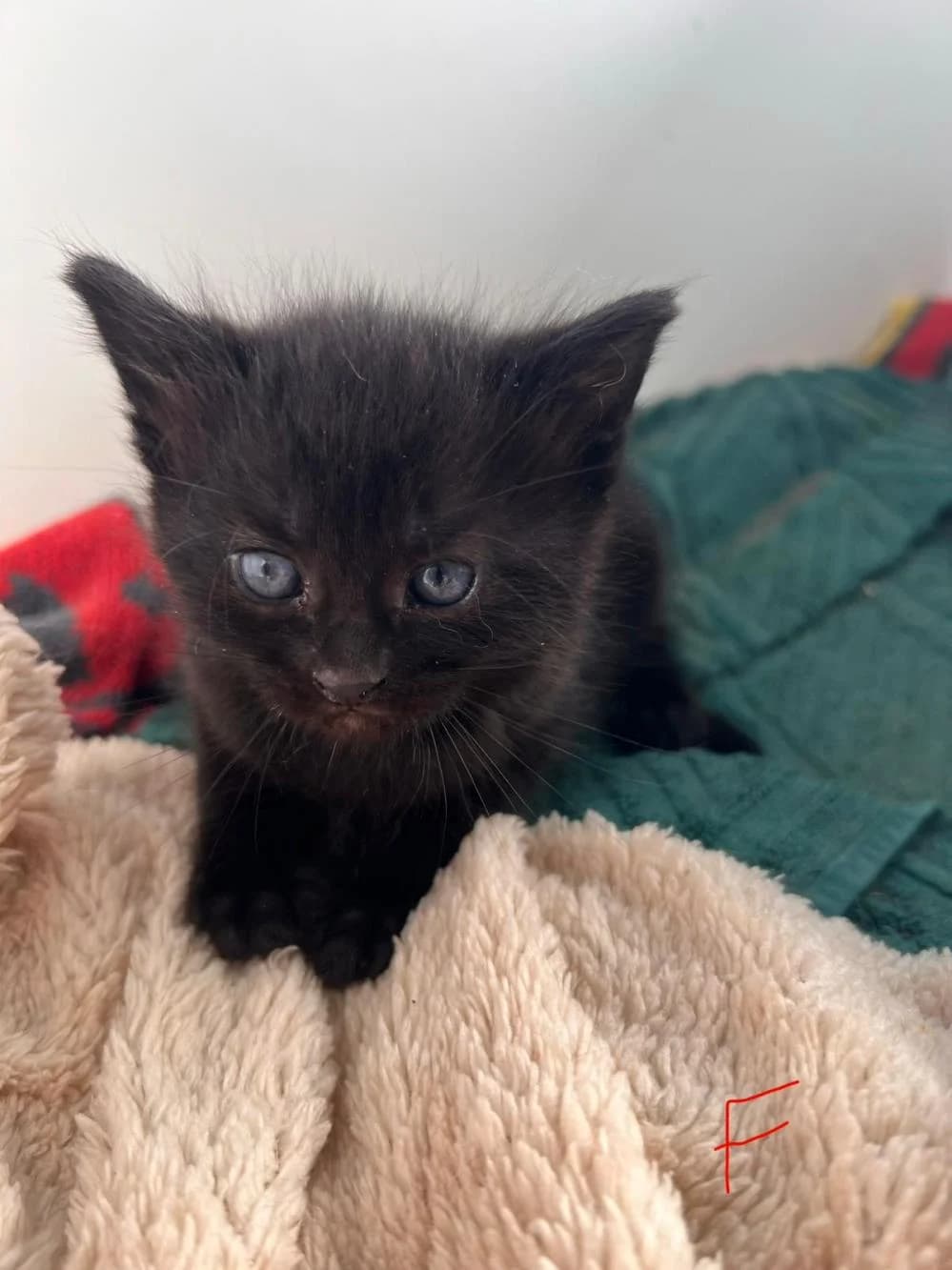Cricket (& Hopper)
                    reserved,  Mixed Breed Cat for adoption at National Animal Welfare Trust, Watford — photo 2 of 5