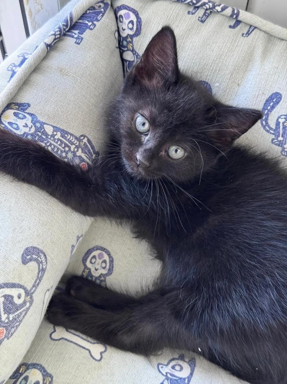 Cricket (& Hopper)
                    reserved,  Mixed Breed Cat for adoption at National Animal Welfare Trust, Watford — photo 3 of 5