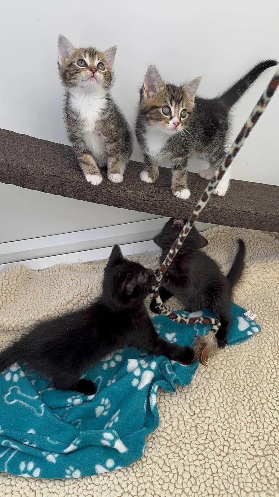 Cricket (& Hopper)
                    reserved,  Mixed Breed Cat for adoption at National Animal Welfare Trust, Watford — photo 5 of 5