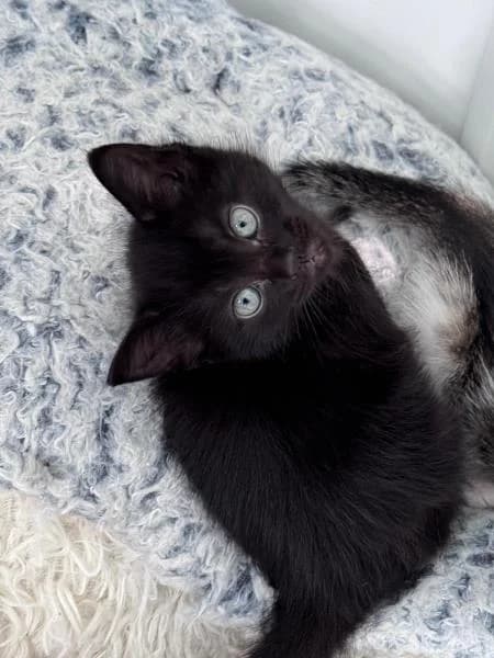 Hopper (& Cricket)
                    available,  Mixed Breed Cat for adoption at Watford