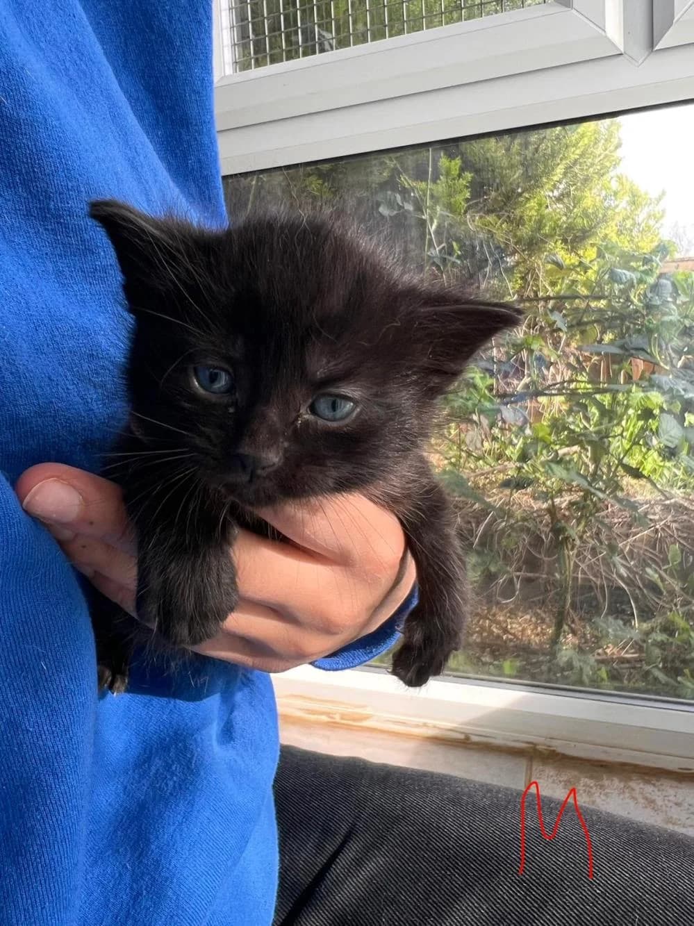 Hopper (& Cricket)
                    reserved,  Mixed Breed Cat for adoption at National Animal Welfare Trust, Watford — photo 2 of 3
