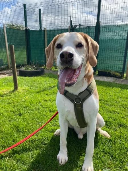 Oscar
                    available, male senior Beagle for adoption at National Animal Welfare Trust, Watford
