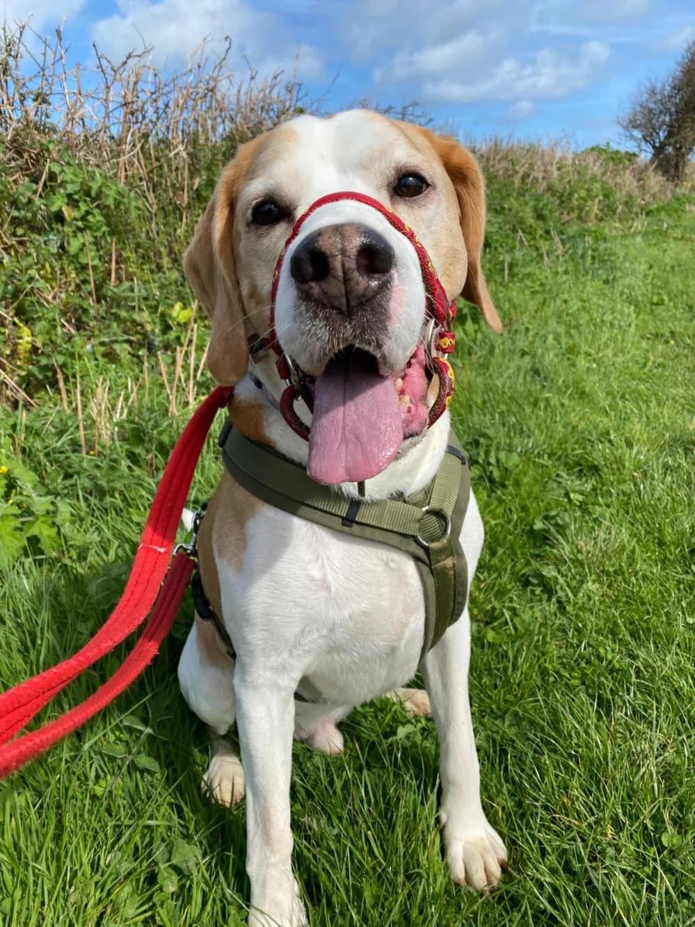 Oscar
                    available, male Beagle for adoption at National Animal Welfare Trust, Watford — photo 3 of 9