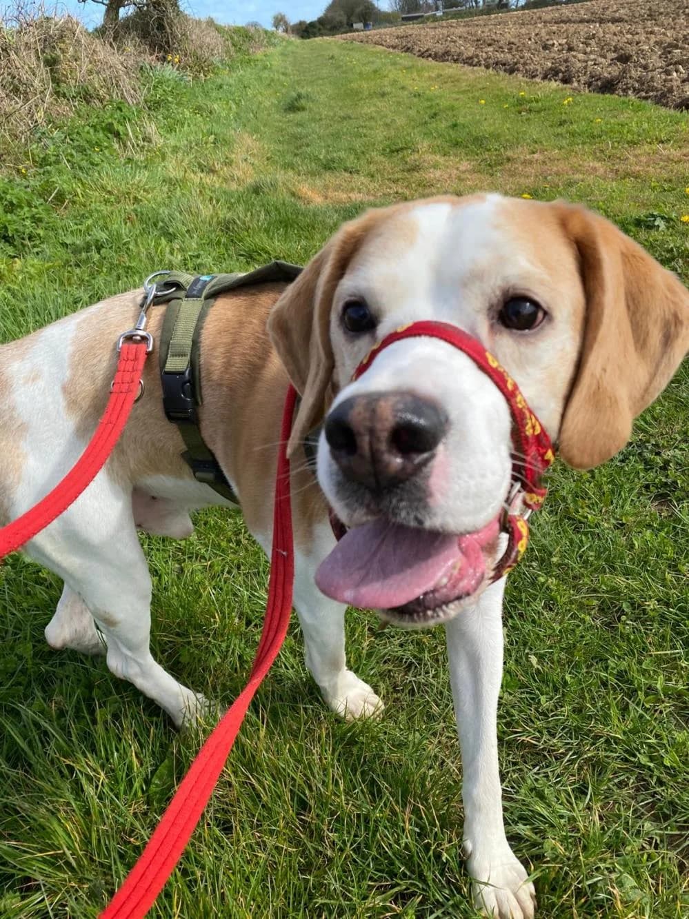 Oscar
                    available, male Beagle for adoption at National Animal Welfare Trust, Watford — photo 4 of 9