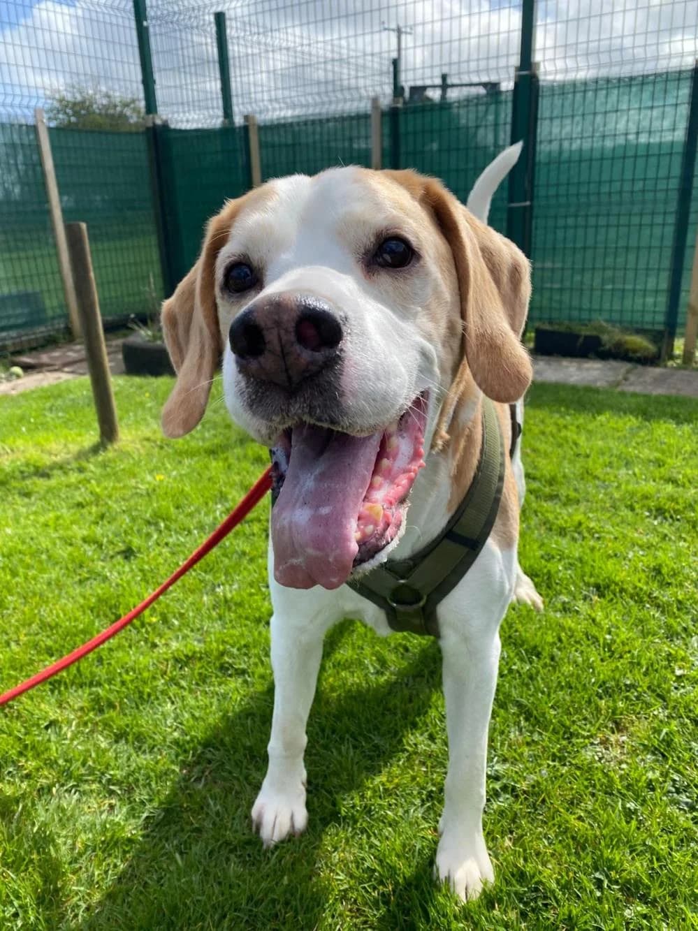 Oscar
                    available, male Beagle for adoption at National Animal Welfare Trust, Watford — photo 6 of 9