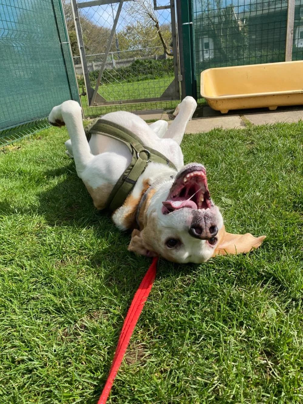 Oscar
                    available, male Beagle for adoption at National Animal Welfare Trust, Watford — photo 8 of 9