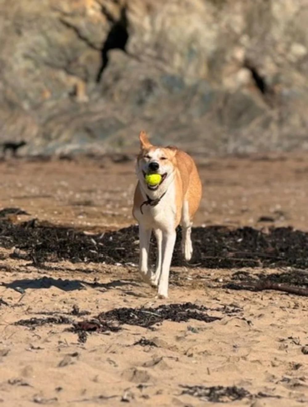 Nala
                    available, female Mixed Breed for adoption at National Animal Welfare Trust, Watford photo 2