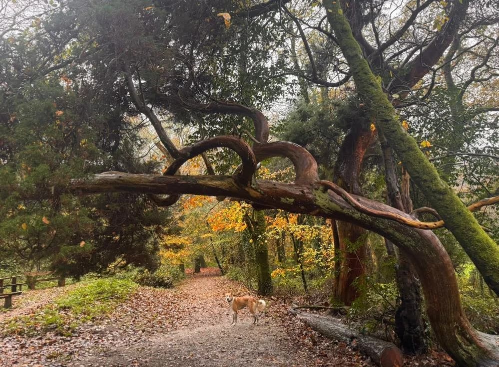 Nala
                    available, female Mixed Breed for adoption at National Animal Welfare Trust, Watford photo 3