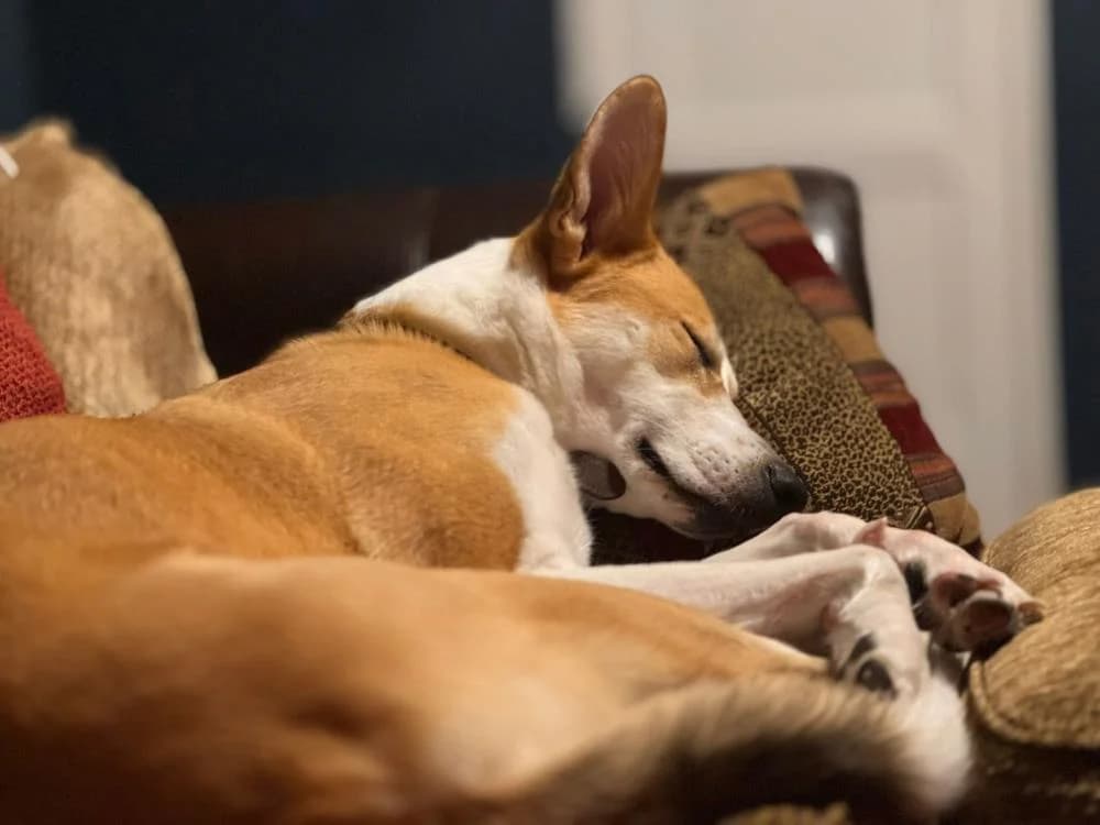 Nala
                    available, female Mixed Breed for adoption at National Animal Welfare Trust, Watford photo 4