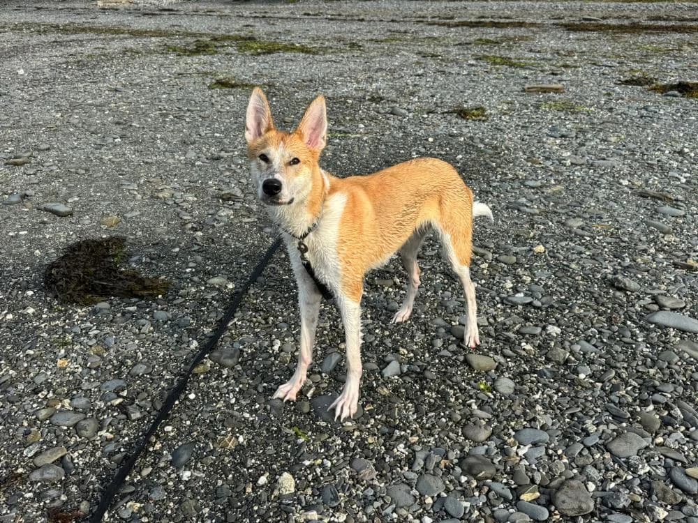 Nala
                    available, female Mixed Breed for adoption at National Animal Welfare Trust, Watford photo 5