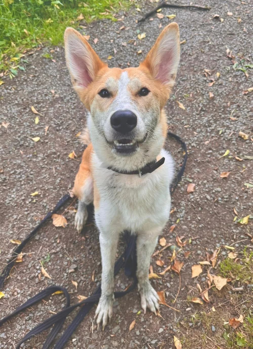 Nala
                    available, female Mixed Breed for adoption at National Animal Welfare Trust, Watford photo 6