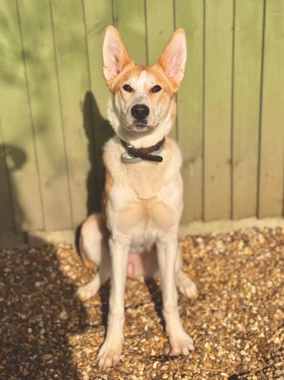 Nala
                    available, female Mixed Breed for adoption at National Animal Welfare Trust, Watford photo 7