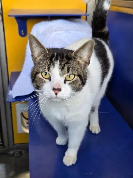 Denzel
                    available, male Mixed Breed Cat for adoption at Watford