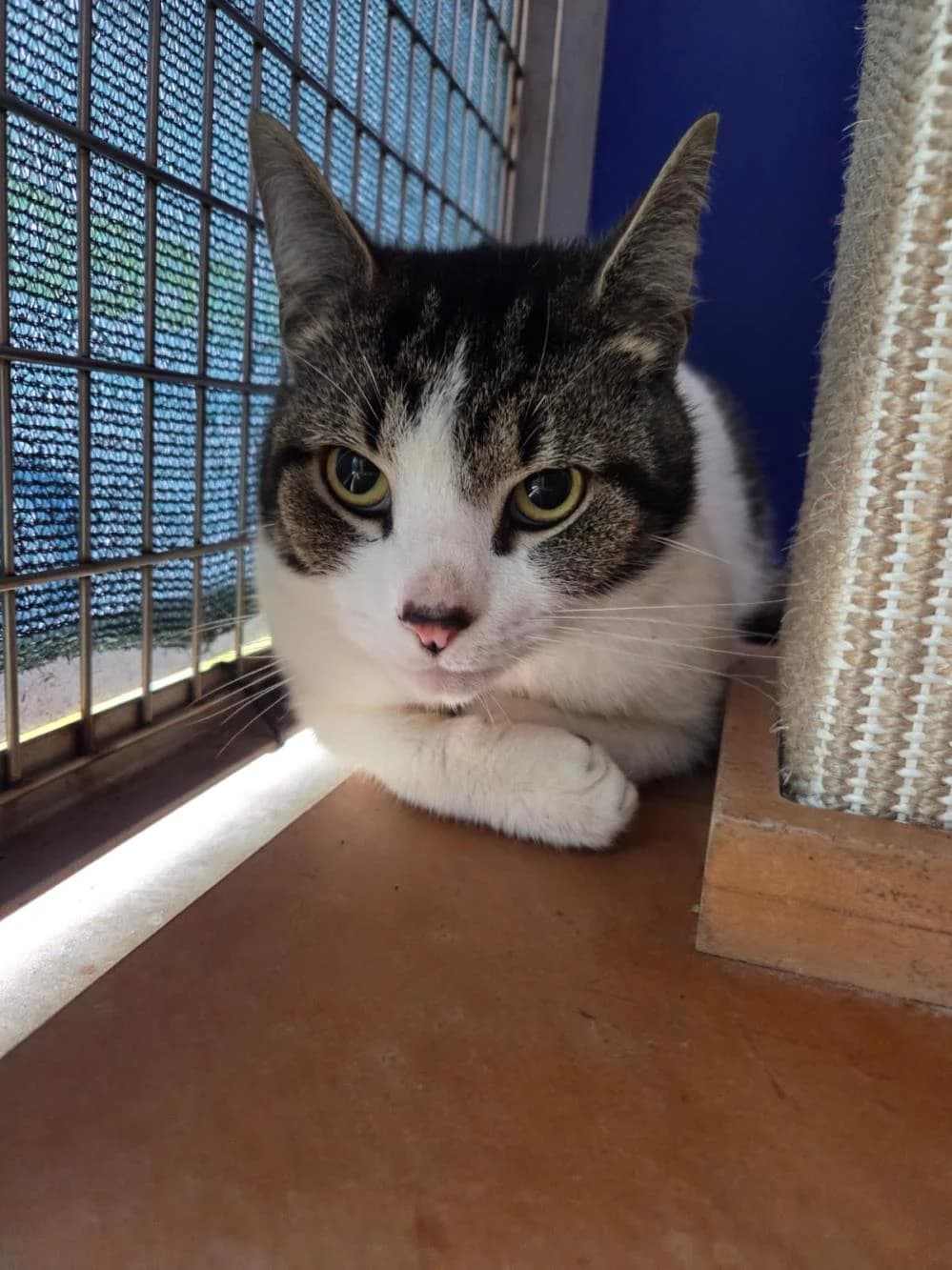 Denzel
                    available, male Mixed Breed Cat for adoption at National Animal Welfare Trust, Watford photo 2