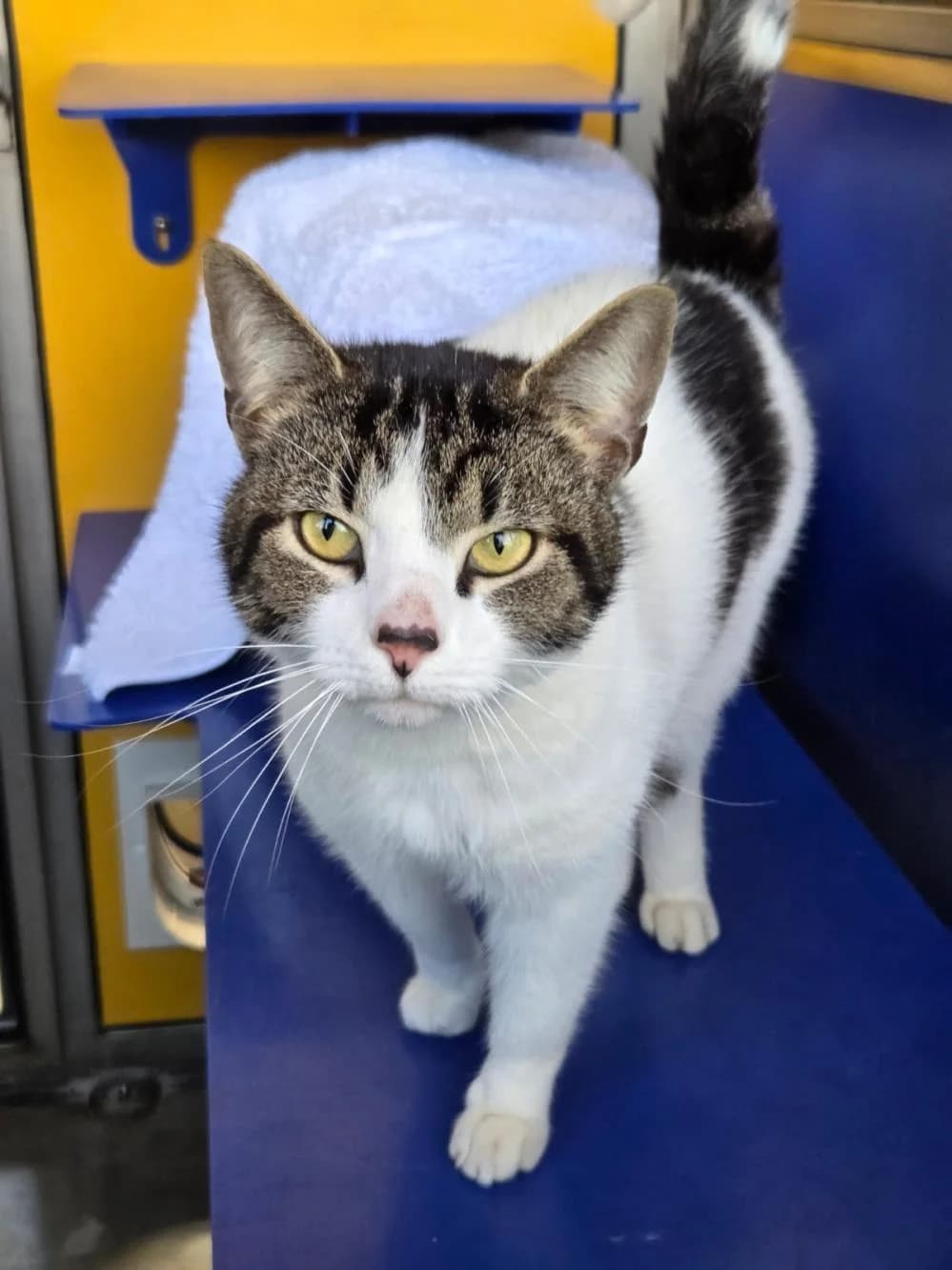 Denzel
                    available, male Mixed Breed Cat for adoption at National Animal Welfare Trust, Watford photo 3