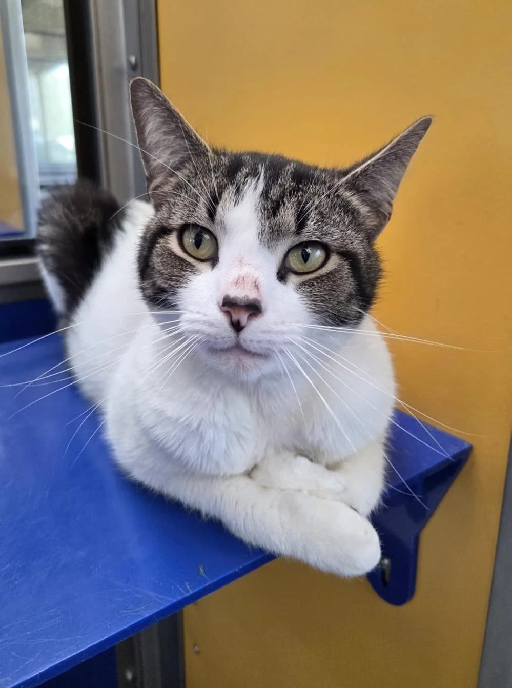 Denzel
                    available, male Mixed Breed Cat for adoption at National Animal Welfare Trust, Watford photo 4