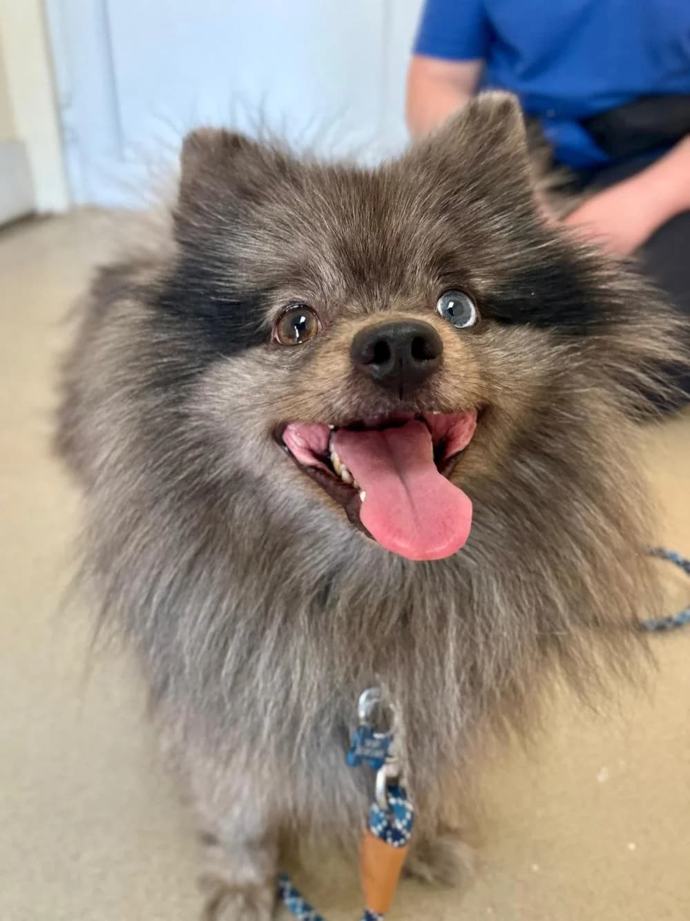 Rocket
                    available, male Pomeranian for adoption at National Animal Welfare Trust, Watford photo 2